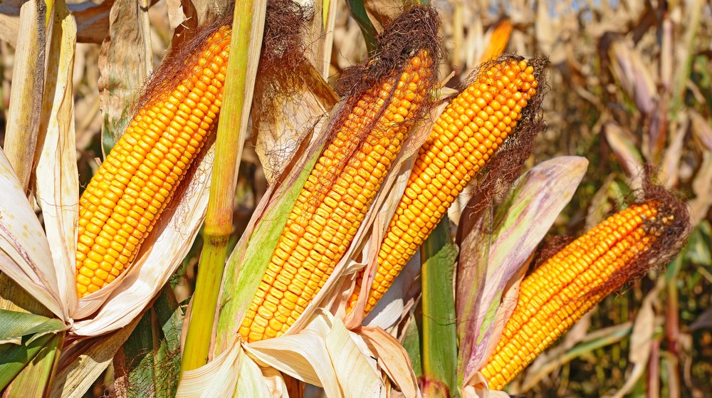 Maize