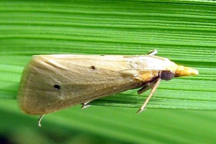 Rice Stem Borer