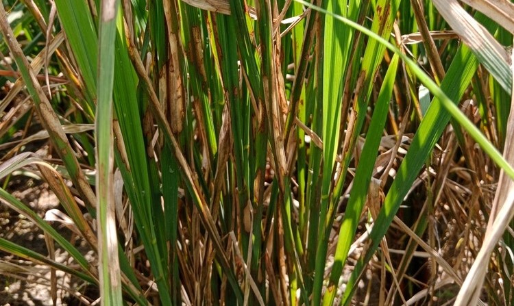 Rice Sheath Blight