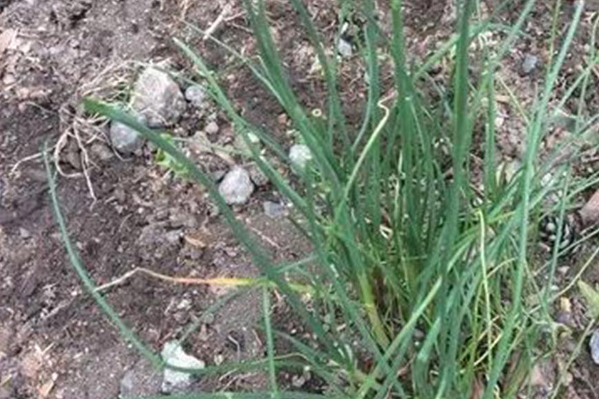 Purple Blotch of Onion