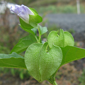 Fruit and Flower